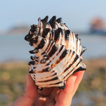 Okyanus Kabuklu Büyük Doğal Deniz Kabukları DIY El Sanatları Deniz Kabuğu Toplayıcıları P15F